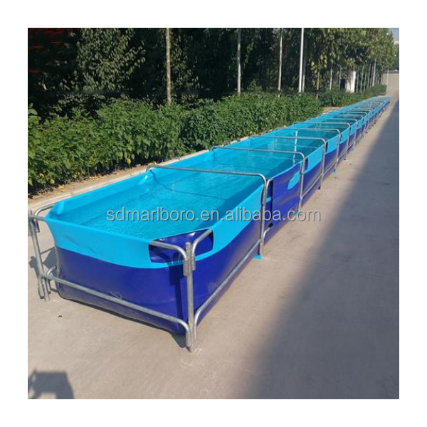 AIROW Custom Commercial High Q - огляд і ціна Aquarium Fish Sale